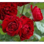 Highgrove (Хайгроув)
